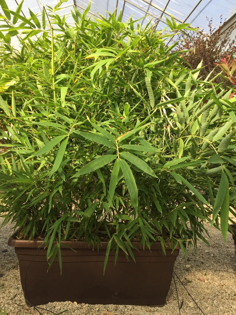 Gardenaria Bambù Foglia Larga (Metake) - Pseudosasa japonica - Bambù ornamentale da esterno Altezza: 50/70 cm (vaso19)