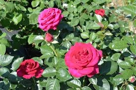 Rosa ‘Belles Rives’ – Rosa ornamentale profumata a fiore grande