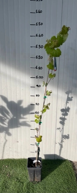 Pianta di Uva Pizzutello Bianco in Vaso H 70cm