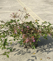 Gardenaria Lagerstroemia indica 'Viola Repens' - Arbusto ornamentale da giardino Altezza: 40/60 cm (vaso19)