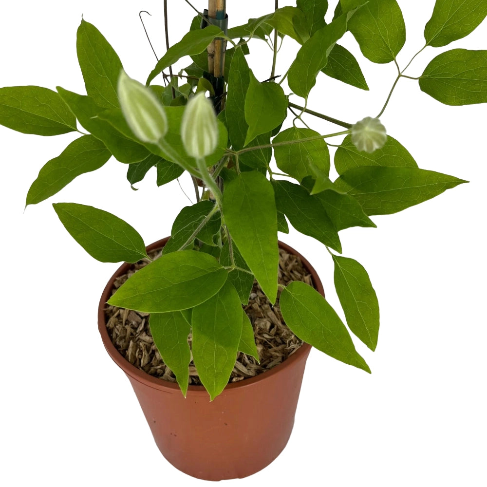 Pianta di CLEMATIDE Clematis Multi Blue fiore blu rampicante vaso 18cm AMDGarden