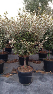 ELEAGNUS EBBINGEI COMPACTA ALB.45 1/4 FUSTO