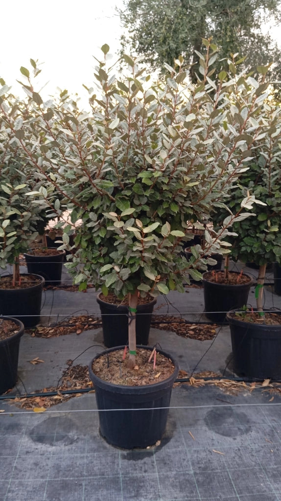 ELEAGNUS EBBINGEI COMPACTA ALB.45 1/4 FUSTO