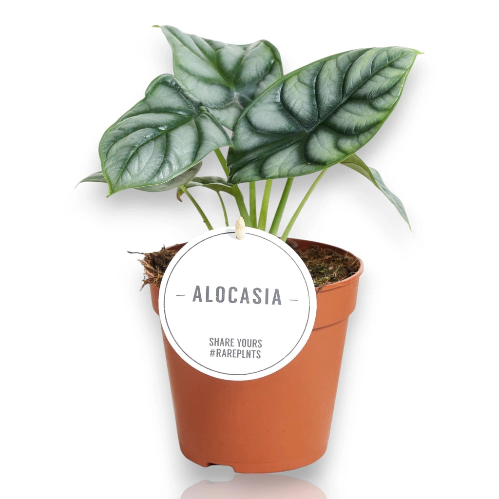 Gardenaria Alocasia 'Silver Dragon' - Pianta da interno ornamentale Altezza: 40 cm (vaso 12)
