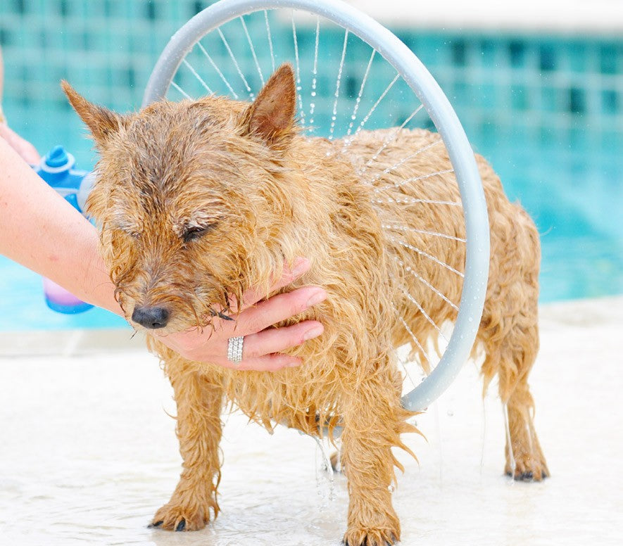 Sistema di Lavaggio per Cani Ø 31cm Wash Dog