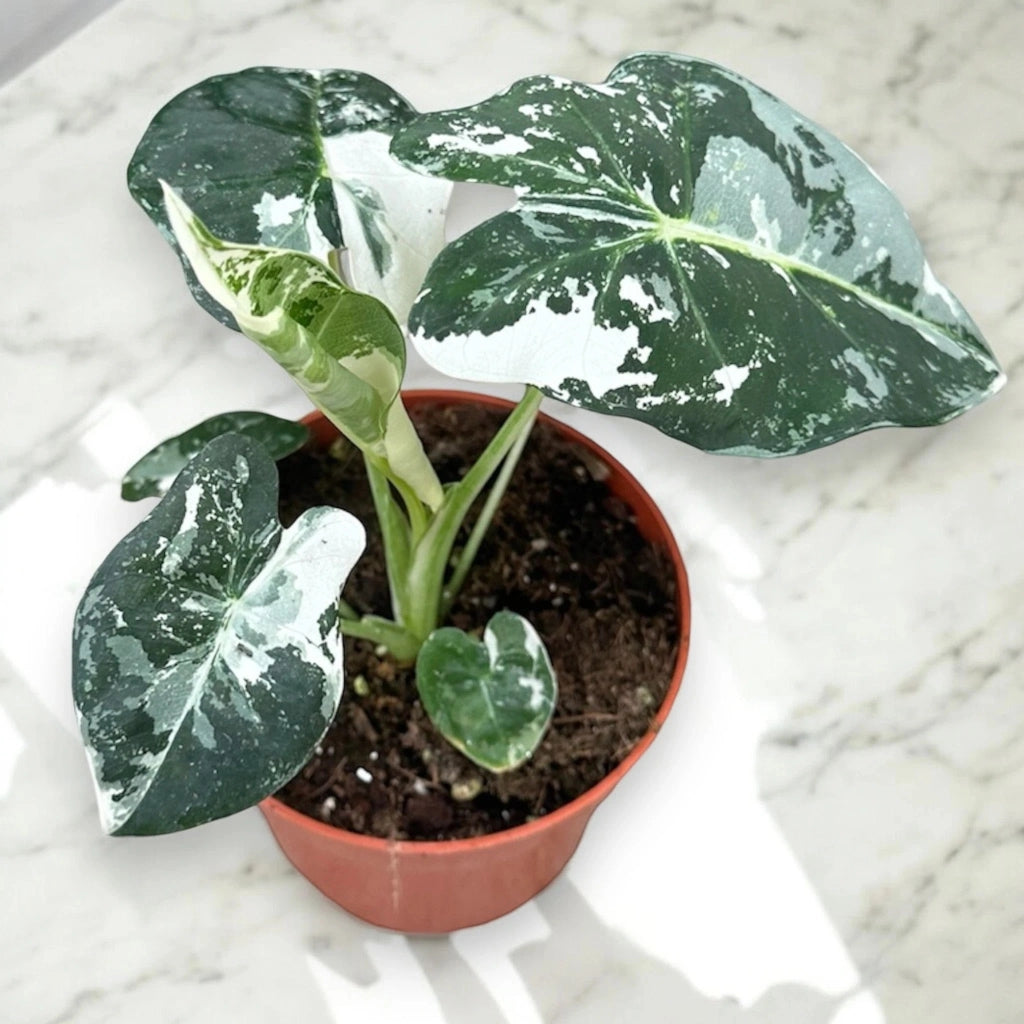 Gardenaria Alocasia 'Frydek' - Pianta da interno ornamentale Altezza: 40 cm (vaso 12)