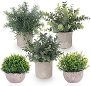 Set di 5 piante ornamentali in vaso - Verde vitale per interni