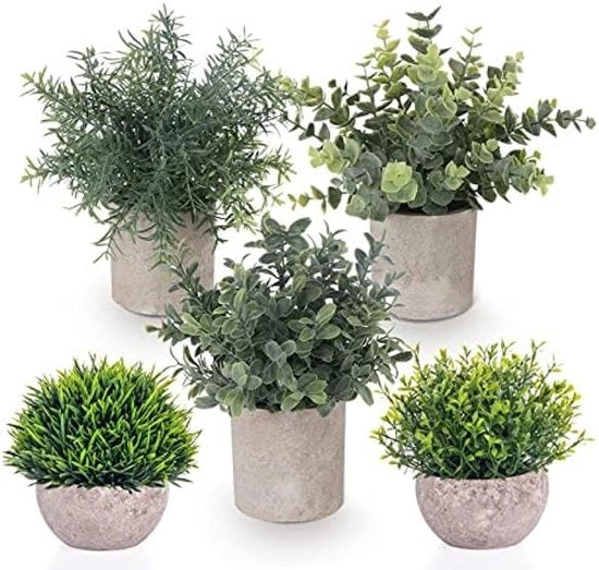 Set di 5 piante ornamentali in vaso - Verde vitale per interni