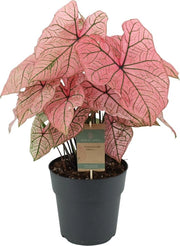 Calodendro Primavera - 65 cm - Ø21cm