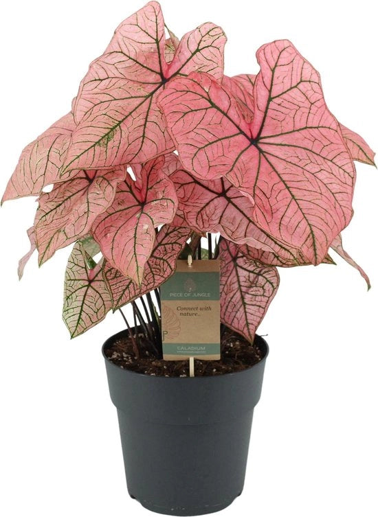 Calodendro Primavera - 65 cm - Ø21cm
