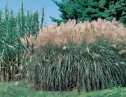 Gardenaria Miscanthus sinensis 'Malepartus' - Graminacea ornamentale da esterno Altezza: 60 cm  (vaso 17)