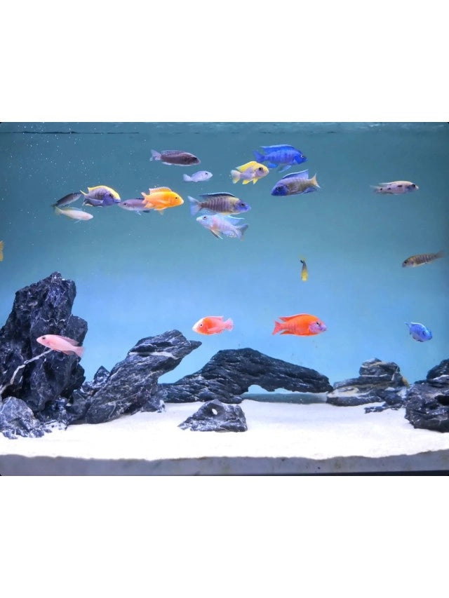 Maxspect Nano-Tech Bio Sand 5kg  - supporto biologico ad alta efficienza