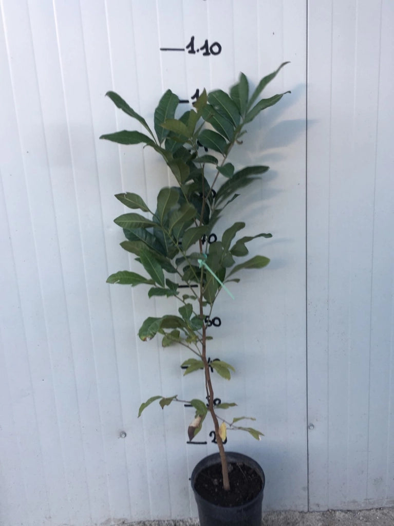 Dimocarpus Longan, occhio di drago foto reali