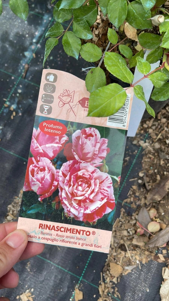 Rosa 'Rinascimento' - Rosso striato bianco Pianta da fiore fiori Foto Reali