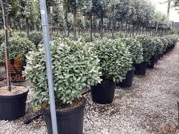 ELEAGNUS EBBINGEI COMPACTA PALLA 60