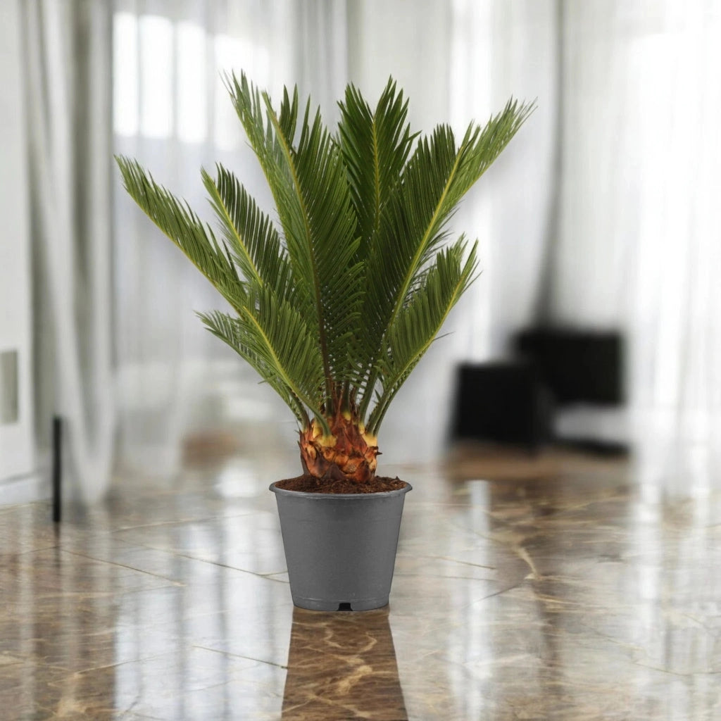 Gardenaria Cycas revoluta - Pianta da interno ornamentale Altezza: 35 cm (vaso 12)