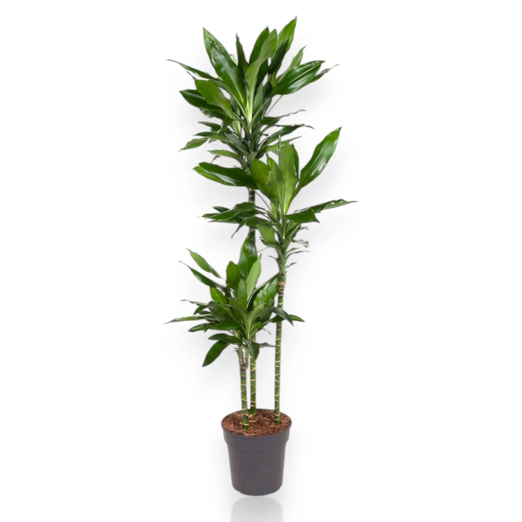 Gardenaria Dracaena fragrans 'Janet Lind' - Pianta da interno ornamentale Altezza: 100 cm (vaso 21)