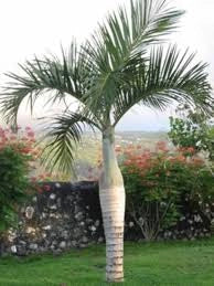 Hyophorbe verschaffeltii (Palma Mascarena) h 2,0 m vaso 35 cm foto reale