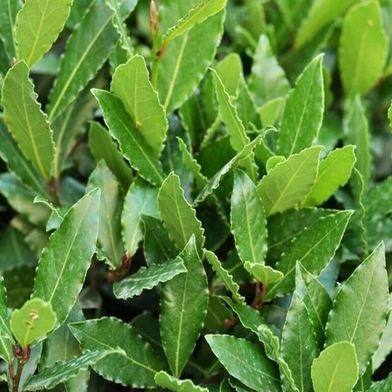 PIANTA di ALLORO DA SIEPE Laurus Nobilis IN VASO DA 20 CM H 70/90 CM FOTO REALE