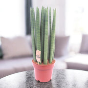 Gardenaria Sansevieria cylindrica 'Straight' - Pianta da interno ornamentale Altezza: 35 cm (vaso 12)