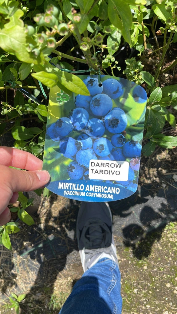 Mirtillo Americano “Darrow” – Tardivo gigante Pianta da Frutta Frutto Foto Reali
