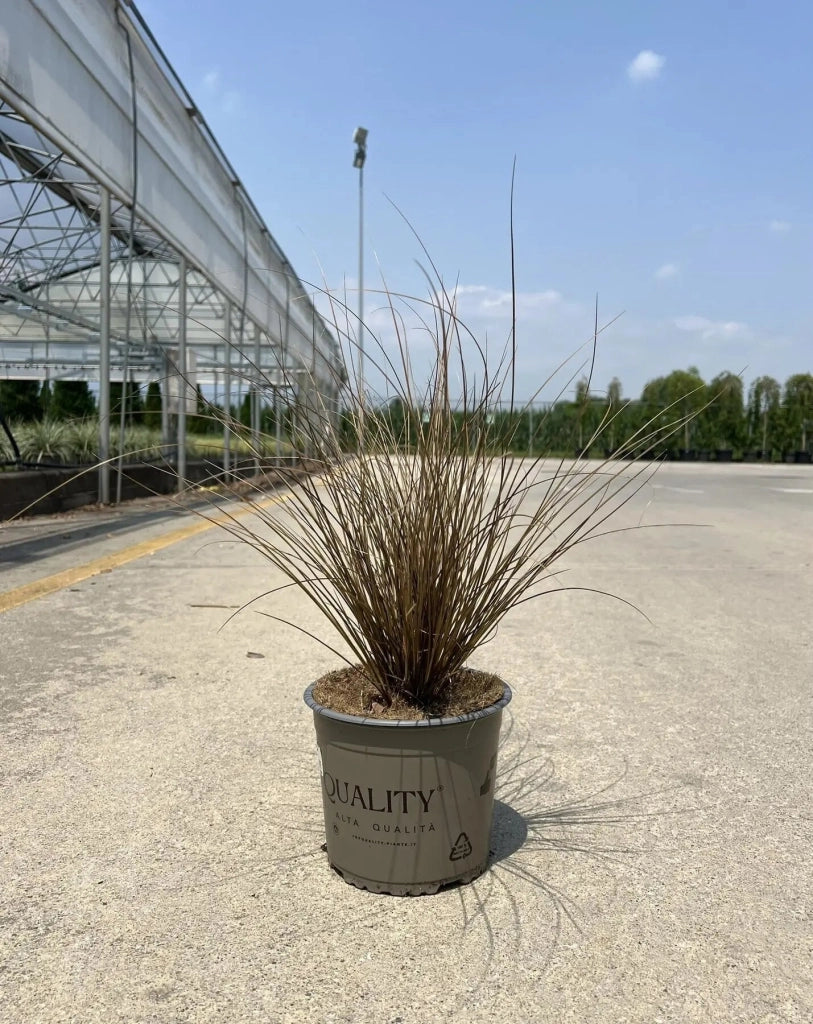 Gardenaria Carex comans 'Milk Chocolate' - Graminacea ornamentale da esterno Altezza: 40 cm (vaso 17)