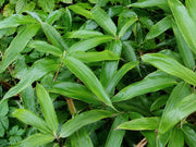 Gardenaria Bambù Nano Veitchii - Sasa veitchii - Bambù ornamentale da esterno Altezza: 50 cm (vaso 24)