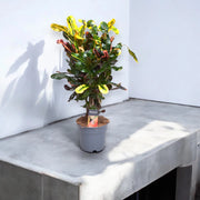 Gardenaria Codiaeum variegatum 'Mammi' - Pianta da interno ornamentale Altezza: 60 cm (vaso 17)