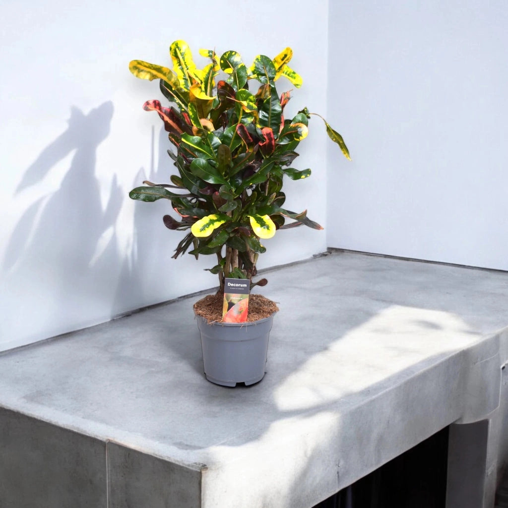 Gardenaria Codiaeum variegatum 'Mammi' - Pianta da interno ornamentale Altezza: 60 cm (vaso 17)