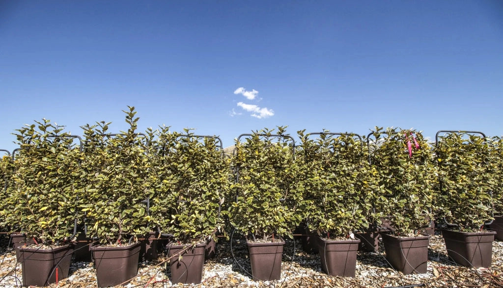 Gardenaria Elaeagnus ebbingei 'Viveleg' - Arbusto ornamentale da giardino Altezza: 40/60 cm (vaso19)