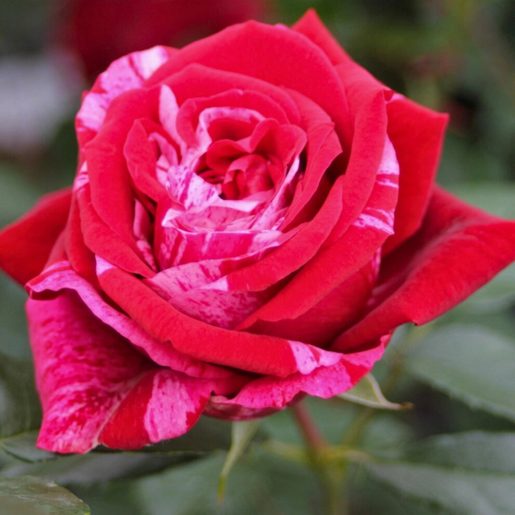 Gardenaria Rosa 'Deep impression' - Rosa da giardino Altezza: 40/50 cm (vaso20)