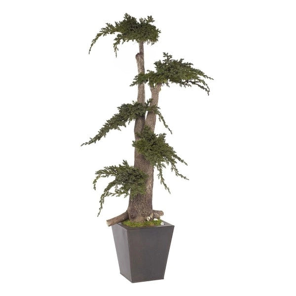 Pianta di Ginepro stabilizzata H100 cm (No acqua no Manutenzione)