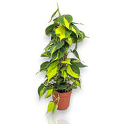 Gardenaria Philodendron scandens 'Brasil' - Pianta da interno ornamentale Altezza: 110 cm (vaso 24)