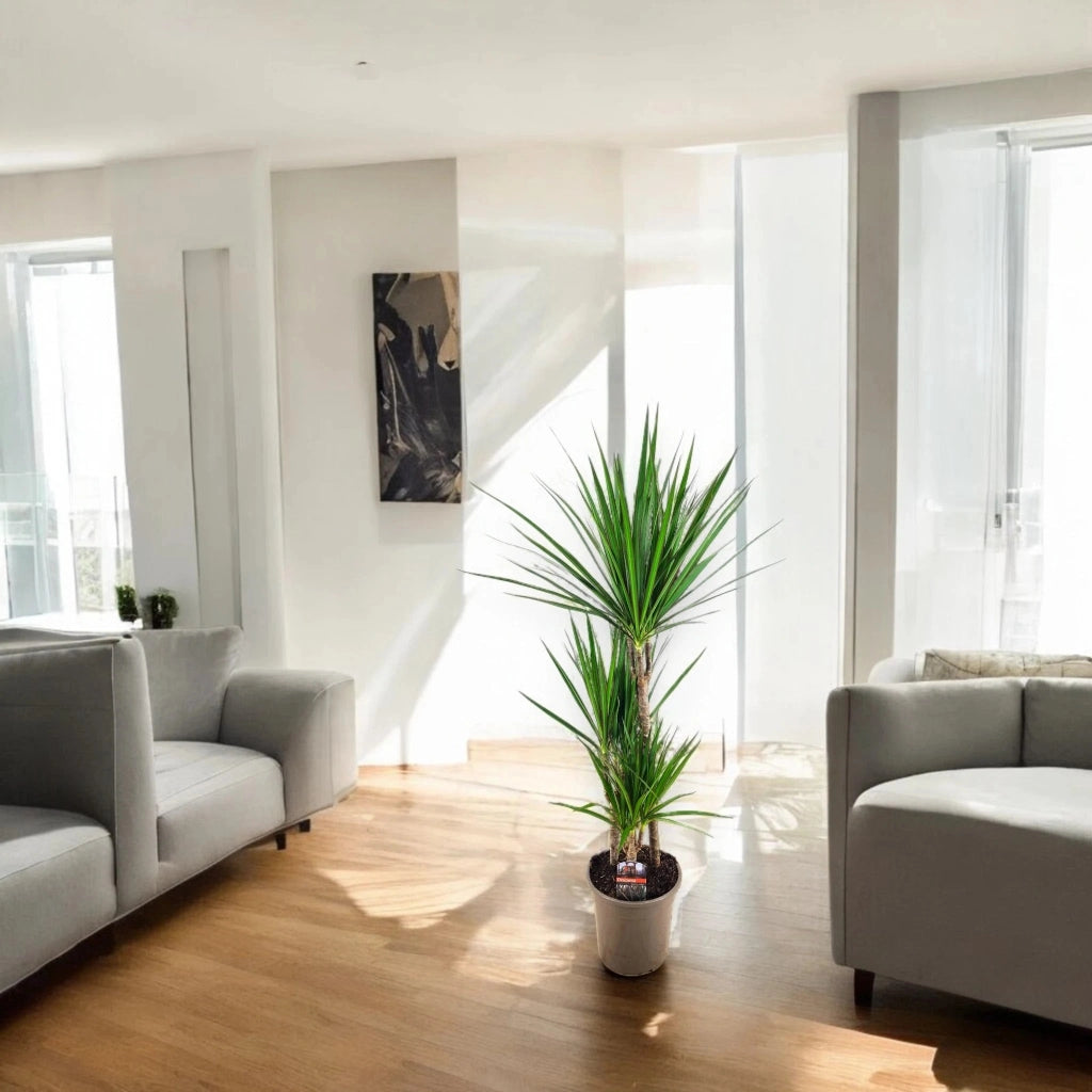 Gardenaria Dracaena fragrans marginata - Pianta da interno ornamentale Altezza: 130/140 cm (vaso 22)
