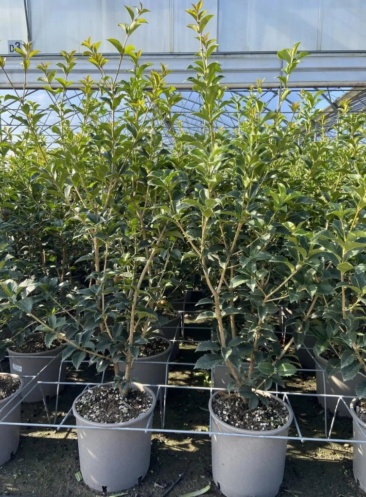 Gardenaria Osmanthus aquifolium - Arbusto ornamentale da giardino Altezza: 50/70 cm (vaso19)