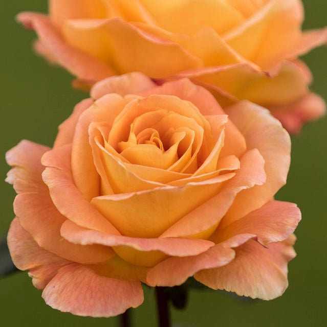 Gardenaria Rosa 'Whisky' - Rosa da giardino Altezza: 30/40 cm (vaso22)