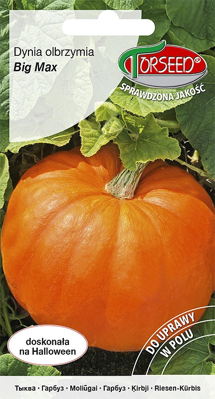Zucca gigante Big Max 3g