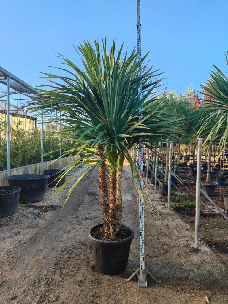Cordiline Cordyline Australis Multitronco Vaso 70 cm Sempreverde