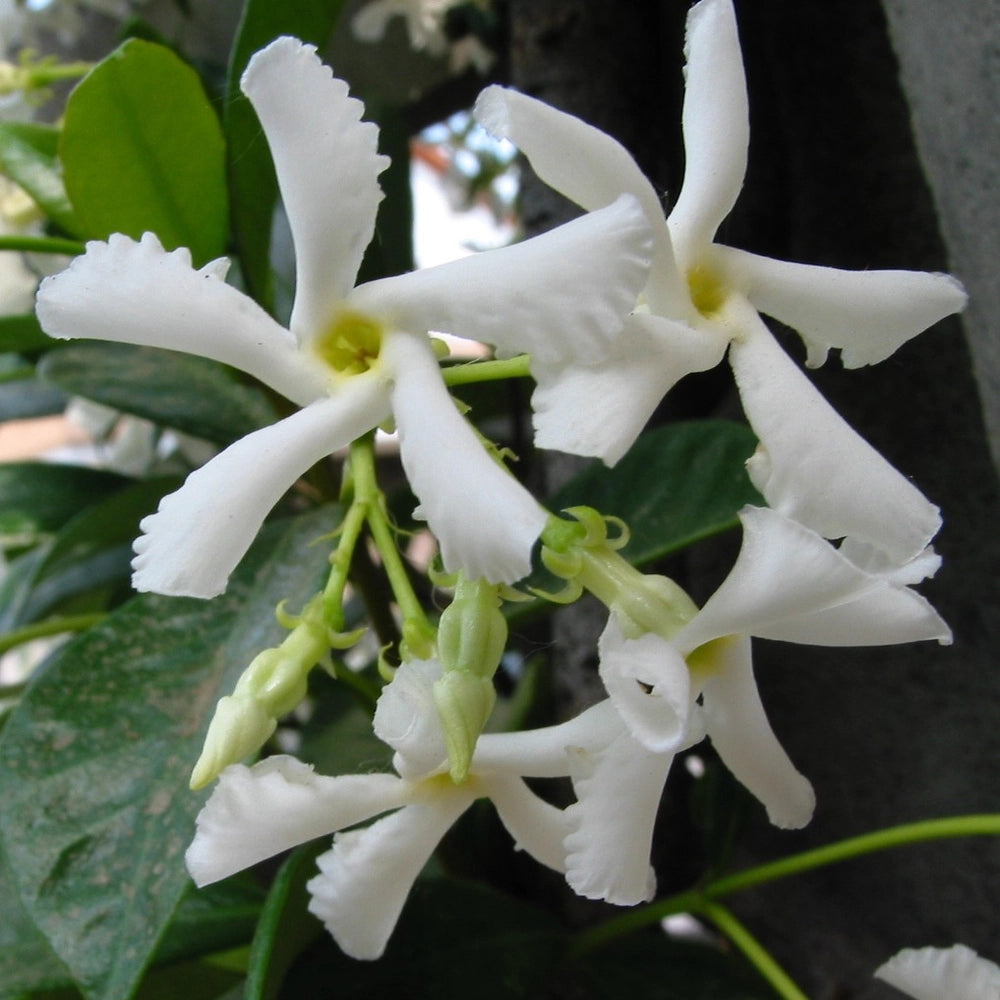 Rhincospermum Jasminoides variegato falso gelsomino h 80 in vaso 18 cm AMDGarden