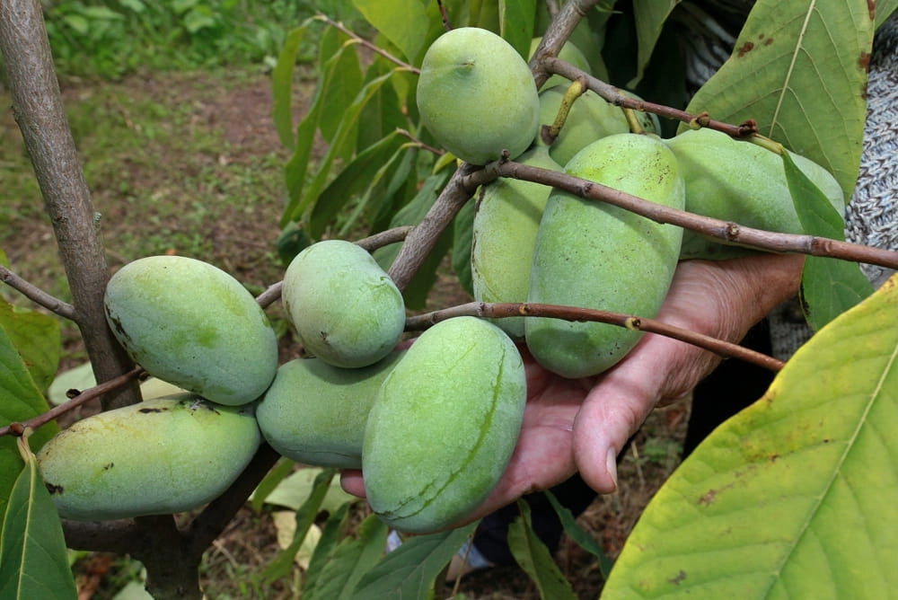 Asimina triloba Prima 1216 Banano di montagna del nord innestato autofertile H 60CM