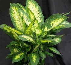 Dieffenbachia Crocodile vaso 17 cm – Pianta da interno foglia decorativa
