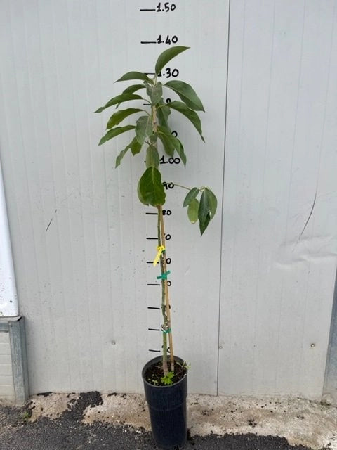 Persea americana Pianta di Avocado "Hass" (di innesto)