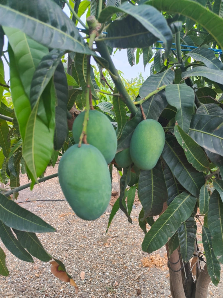 Pianta di Mango Pigna – Albero Tropicale da Frutto dal Gusto Dolce e Intenso