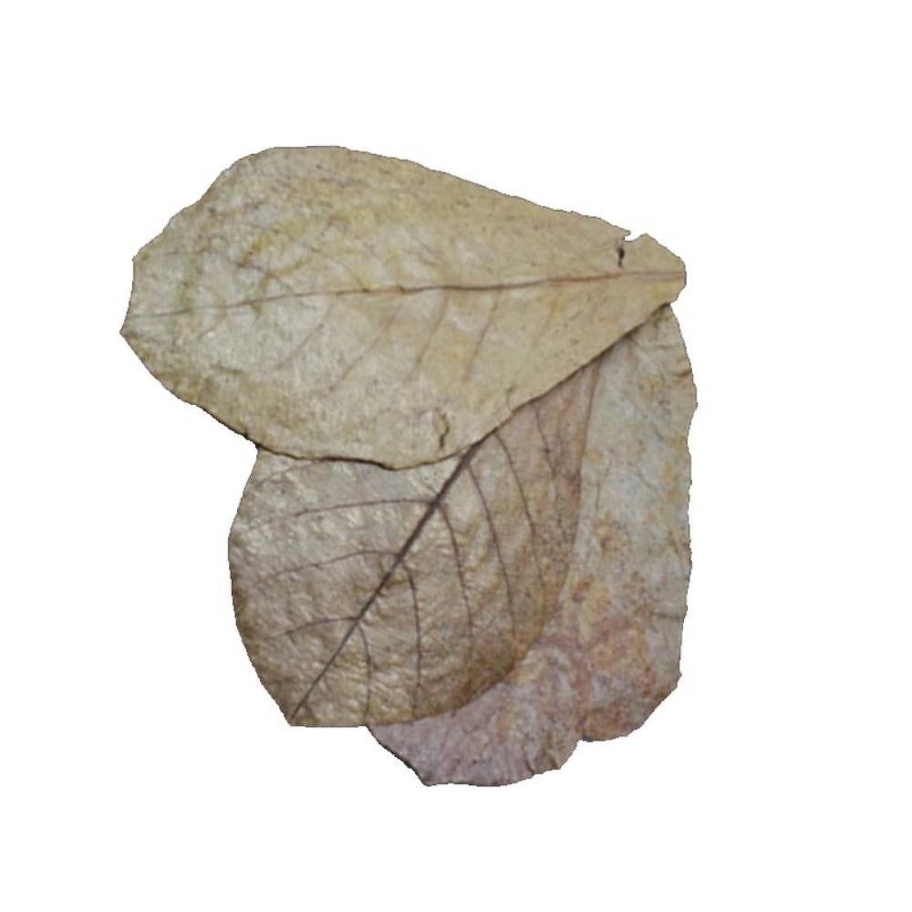 Dennerle 2744 - Catappa Leaves -  Foglie di Mandorlo Indiano Essicate per 800 litri