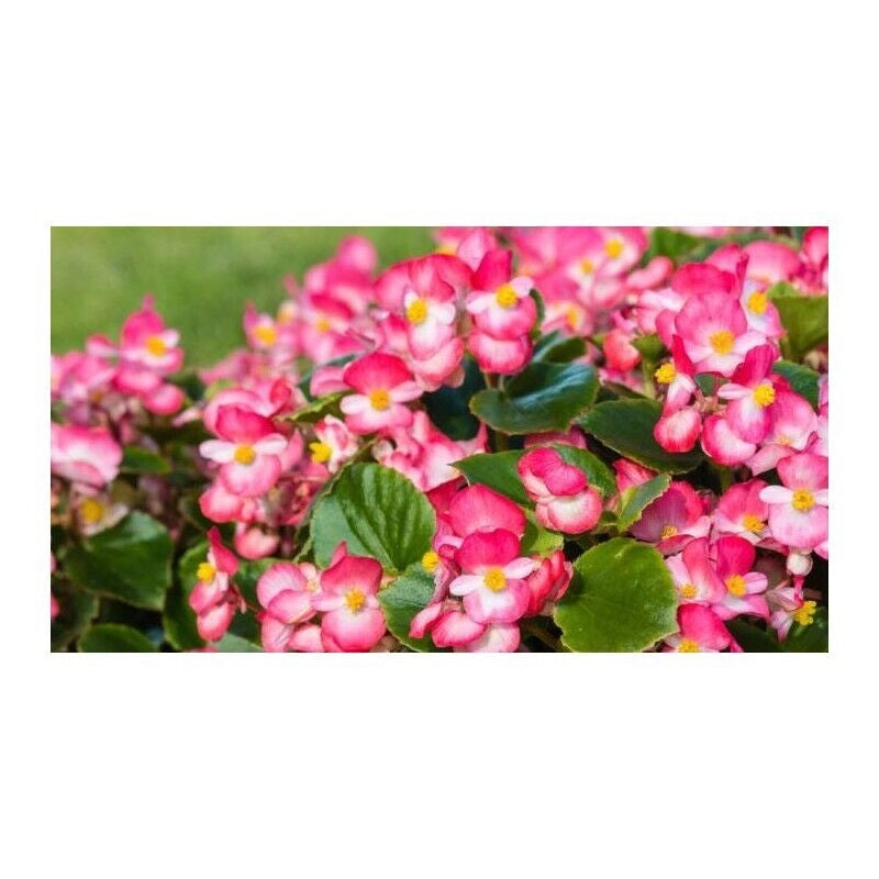 BUSTA SEMENTI DI FIORI DI BEGONIA IN MISCUGLIO