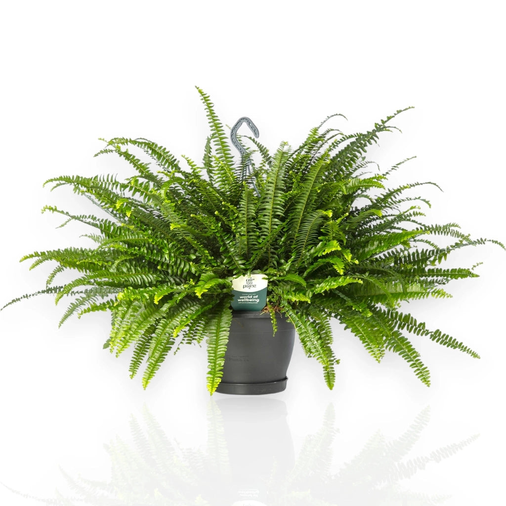Gardenaria Nephrolepis exaltata 'Green lady' - Pianta da interno ornamentale Altezza: 45 cm (vaso 17)