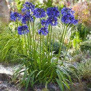 Bulbi di Agapanthus Blu I – Fioritura elegante e duratura