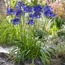 Bulbi di Agapanthus Blu I – Fioritura elegante e duratura