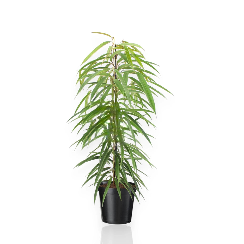 Gardenaria Ficus binnendijkii 'Alli' - Pianta da interno ornamentale Altezza: 100 cm (vaso 21)