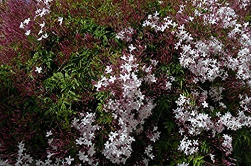 Pianta di GELSOMINO POLIANTA Rampicante OFFICINALE PROFUMATO vaso 17 cm AMDGarden